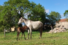 Oban Del Quinta