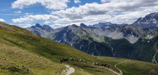 1_randonnee-cheval-cavalquinta-2020-alpes-11