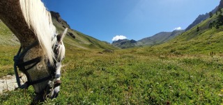 1_randonnee-cheval-cavalquinta-2020-alpes-21