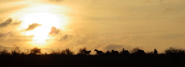 chevaux au communal de blandas