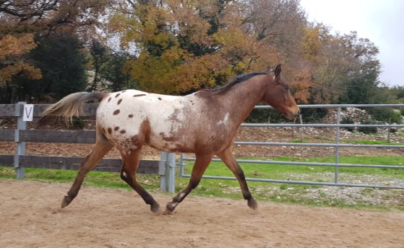 Appaloosa