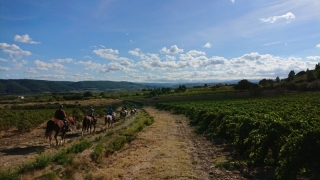 randonnee cheval cevennes canigou 2018  (12)