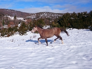 Cinaï del Quinta