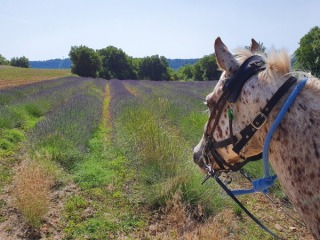 rando-cheval-cavalquinta-2019-ouverture-3