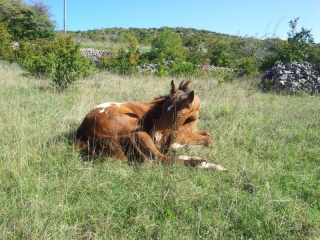 Eagle Del Quinta