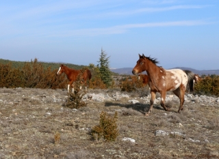 eagle et faya
