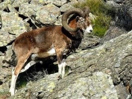 Mouflon-264x198