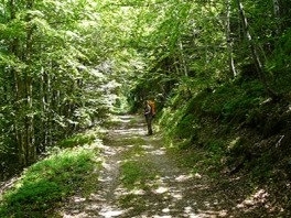 sous-bois-massif-de-laigoual-vers-la-col-de-la-seyrrerede-264x198