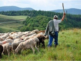 transhumance-264x198