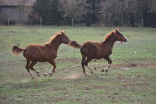 Hayden et Hedjaz Del Quinta