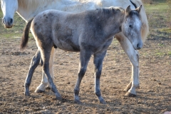 Highland Del Quinta (Vendu)