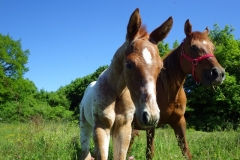 Floyd del Quinta (Vendu)