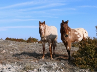 foxtrot et floyd del quinta