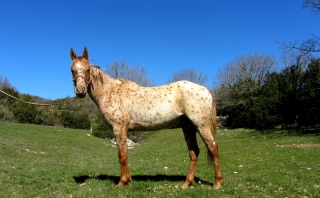 Floyd Del Quinta Mars 2019