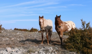 foxtrot et floyd del quinta
