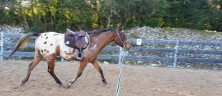 Foxtrot Del Quinta Longe