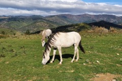 Indirah Del Quinta