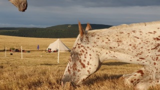 rando_cheval_cavalquinta_2019_auvergne_241