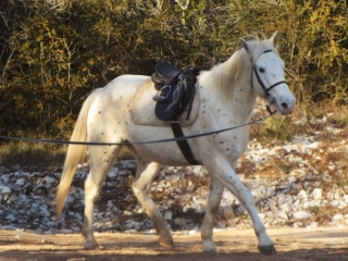 Atila del Quinta (Appalloosa X ONC)