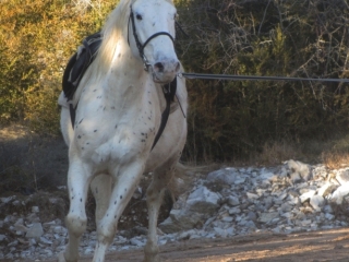 Atila del quinta (Appalloosa X ONC)