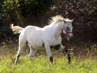 Djedaï del quinta (Appalloosa X ONC)