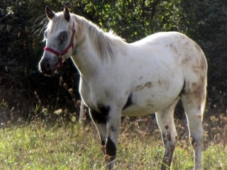 Djedi Del Quinta- OC appaloosa