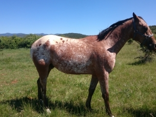 Eagle Del Quinta (Appalloosa X ONC)