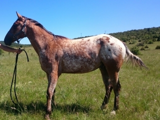 Eagle del Quinta (Appalloosa X ONC)