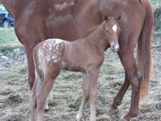 Ebus Del Quinta (Appalloosa X Arabe)