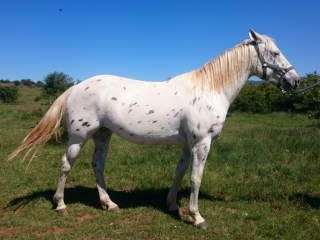 Elwin del Quinta (Appalloosa X ONC)