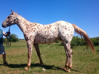 Ezzio Del Quinta (Appalloosa X ONC)