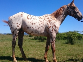 Ezzio Del Quinta (Appalloosa X ONC)