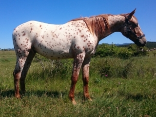 Floyd Del Quinta (Appalloosa X Arabe)