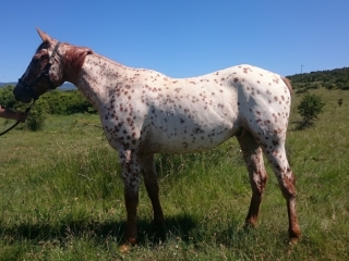 Floyd del quinta (Appalloosa X Arabe)