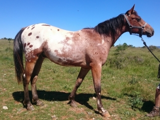 FoxTrot Del Quinta (Appalloosa X Arabe)