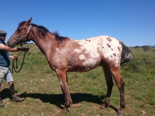 Foxtrot Del Quinta (Appalloosa X Arabe)