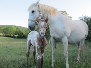 Elwyn Del Quinta (Appalloosa X ONC)