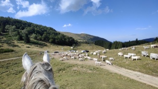 rando-cheval-cavqluinta-2023-76