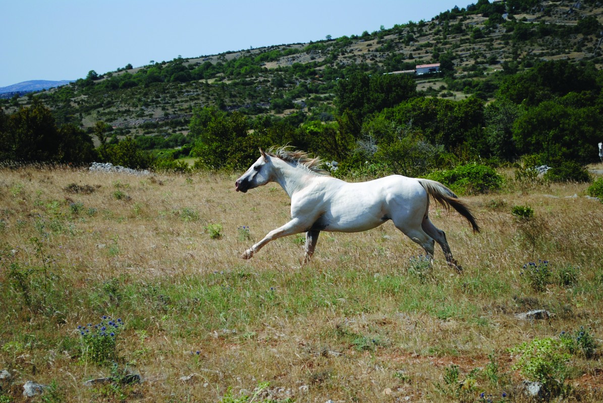 étalon appaloosa